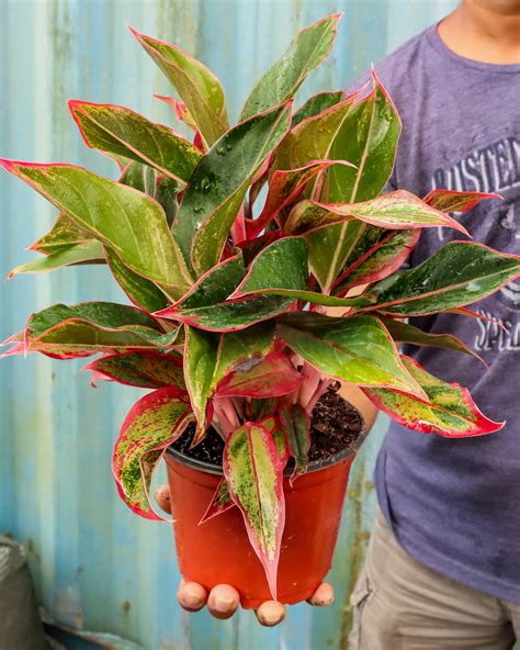 Aglaonema siam aurora - Aglaonema 'Siam Aurora' is a rare houseplant displaying large leaves marked with red splashes to the margins. Great for indoor, low light sites. Chinese evergreens are slow growing and low maintenance. They prefer well-drained soils, and should be allowed to slightly dry between watering, This plant makes a colorful accent and is tolerant of low light conditions. Protect from frost! 